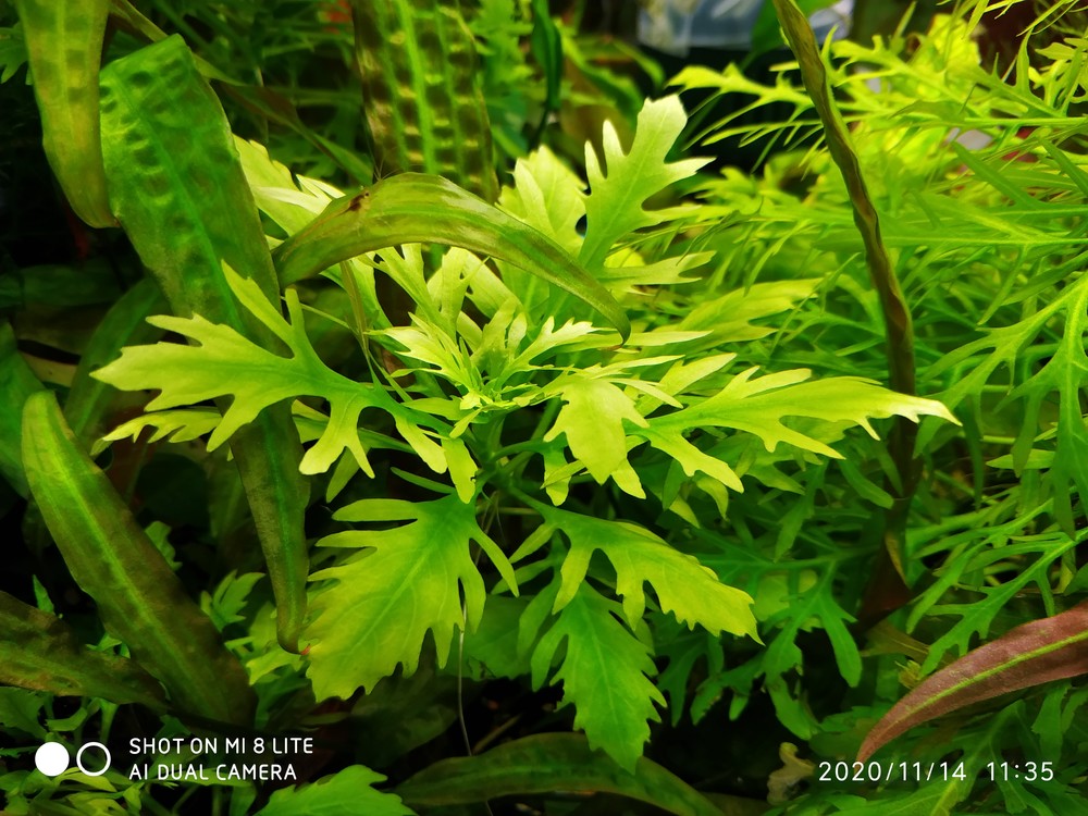 Аквариумное растение гигрофила разнолистная (hygrophila difformis) фото №1