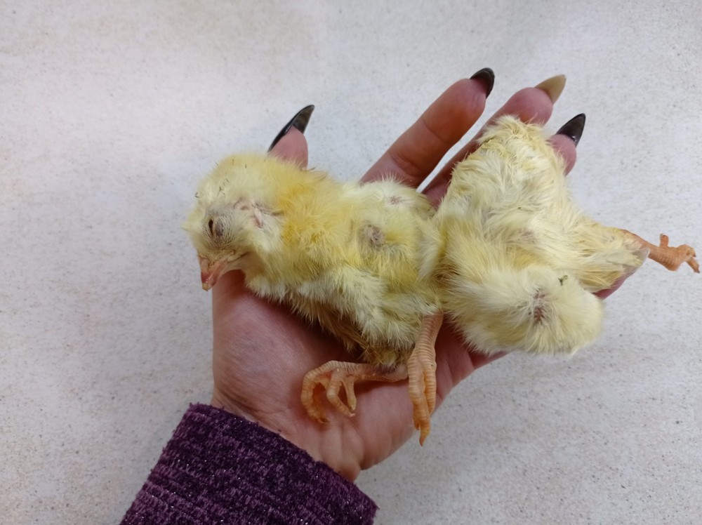 Хит продаж кормовые цыплята, замороженные петушки - натуральнй корм для хищных птиц и хищников фото №1