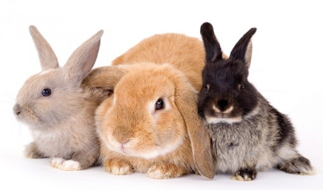 Ручные торчеухие карликовые кролики, символ 2023 года фото №1