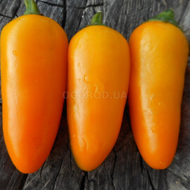 Халапеньо numex orange space. 1-3 тис сковиллов. фото №1