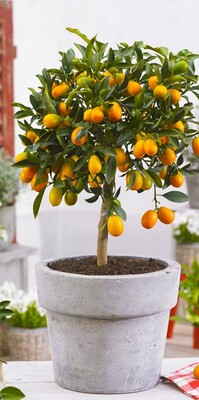 Кумкват - золотой апельсин, кинкан саженец 1 шт. отросток